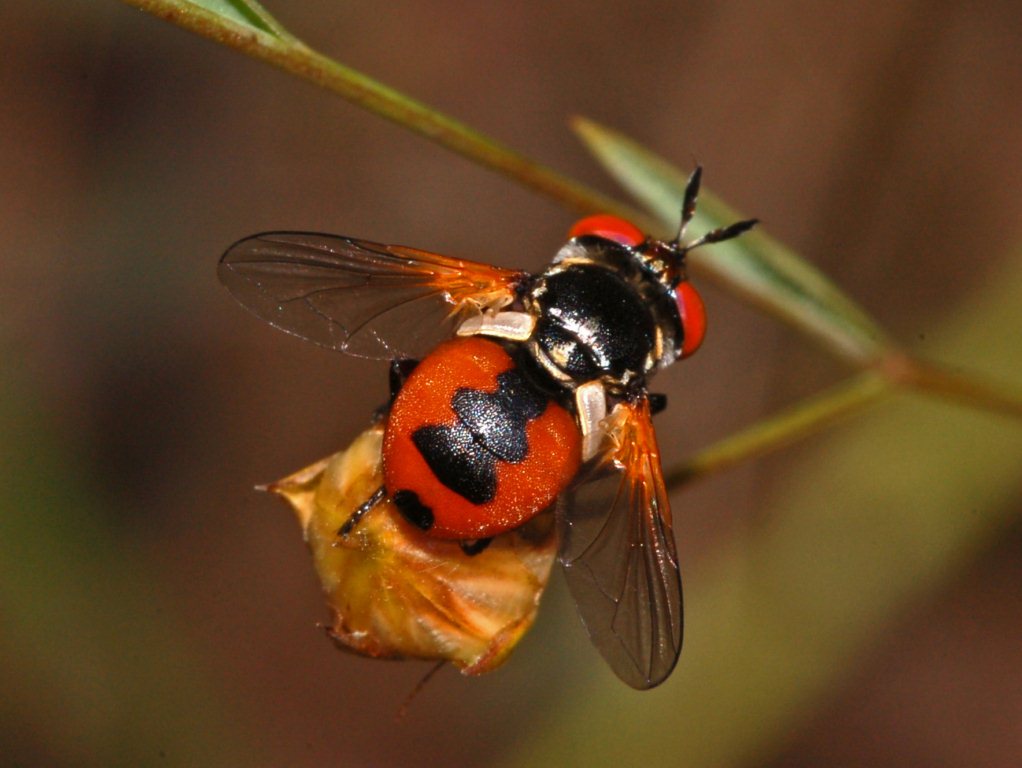 Tachinidae da determinare